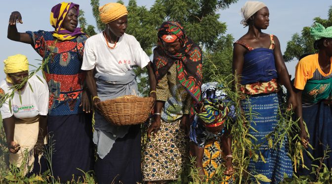 Jantar Popular: Burkinabè Bounty – Agroecologia no Burkina Faso